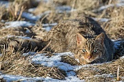 Wildkatze, Felis silvestris silvestris