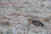 Wildkatze, Felis silvestris silvestris