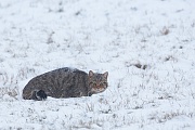 Wildkatze, Felis silvestris silvestris