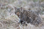 Wildkatze, Felis silvestris silvestris