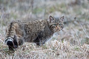 Wildkatze, Felis silvestris silvestris