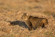 Wildkatze, Felis silvestris silvestris