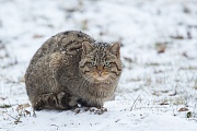 Wildkatze, Felis silvestris silvestris