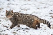 Wildkatze, Felis silvestris silvestris