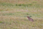 Europäische Wildkatze