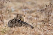 Wildkatze, Felis silvestris silvestris