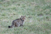 Wildkatze, Felis silvestris silvestris