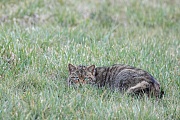 Wildkatze, Felis silvestris silvestris