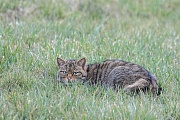 Wildkatze, Felis silvestris silvestris