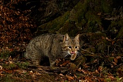 Wildkatze, Felis silvestris silvestris