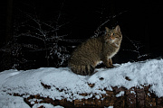 Widkatze, Felis silvestris