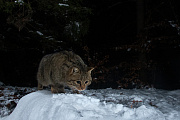 Widkatze, Felis silvestris