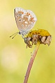 Wundklee-Bläuling, Polyommatus dorylas