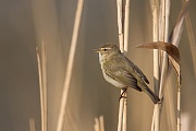 Zilpzalp, Phylloscopus collybita