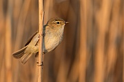 Zilpzalp, Phylloscopus collybita