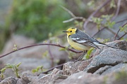 Zitronenstelze, Motacilla citreola