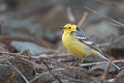 Zitronenstelze, Motacilla citreola