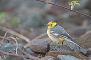 Zitronenstelze, Motacilla citreola