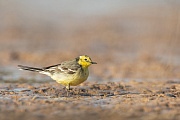 Zitronenstelze, Motacilla citreola