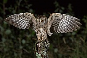  Zwergohreule , Otus scops