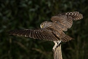  Zwergohreule , Otus scops