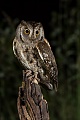 Zwergohreule, Otus scops