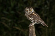  Zwergohreule , Otus scops