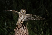  Zwergohreule , Otus scops