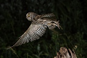  Zwergohreule , Otus scops