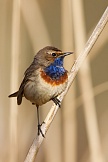 Blaukehlchen