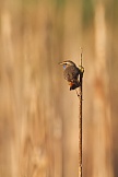 Blaukehlchen