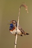 Blaukehlchen