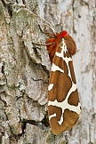Brauner Bär