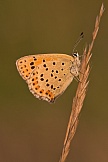 Brauner Feuerfalter  