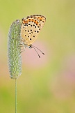 Brauner Feuerfalter