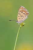 Brauner Feuerfalter