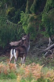 Damwild