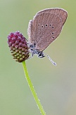 Dunkler Wiesenknopf-Ameisenbläuling 