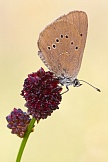 Dunkler Wiesenknopf-Ameisenbläuling 