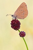 Dunkler Wiesenknopf-Ameisenbläuling 