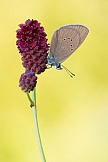 Dunkler Wiesenknopf-Ameisenbläuling 