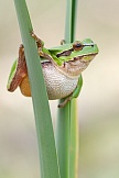 Europäischer Laubfrosch 