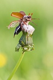 Feldmaikäfer