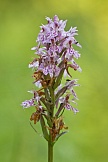Fuchs' Knabenkraut