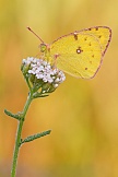 Weißklee-Gelbling  oder auch Goldene Acht