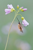 Großer Wollschweber