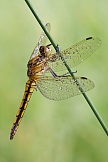 Großer Blaupfeil