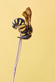 Kleine Harzbiene
