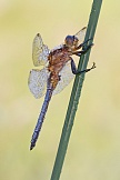 Kleiner Blaupfeil