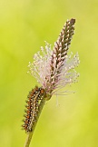 Roter Scheckenfalter